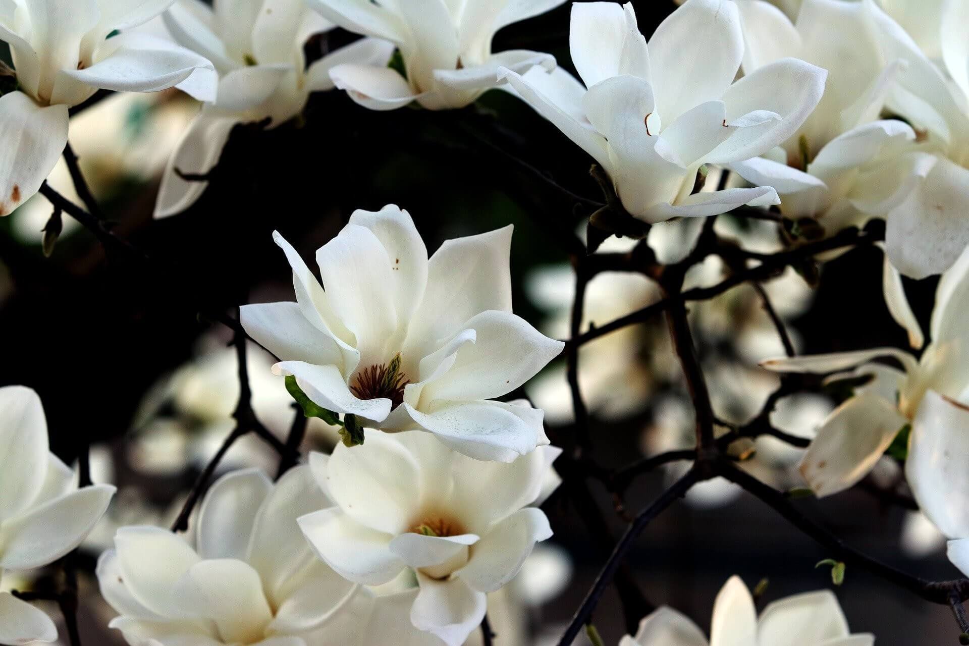 Magnolia - Laboratoire Herbolistique