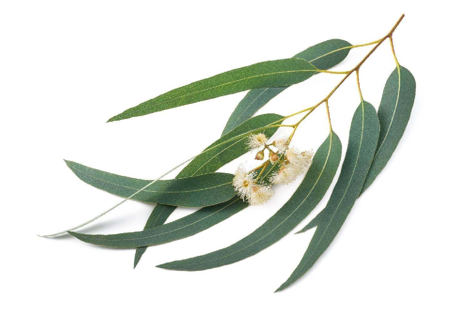Eucalyptus - Laboratoire Herbolistique