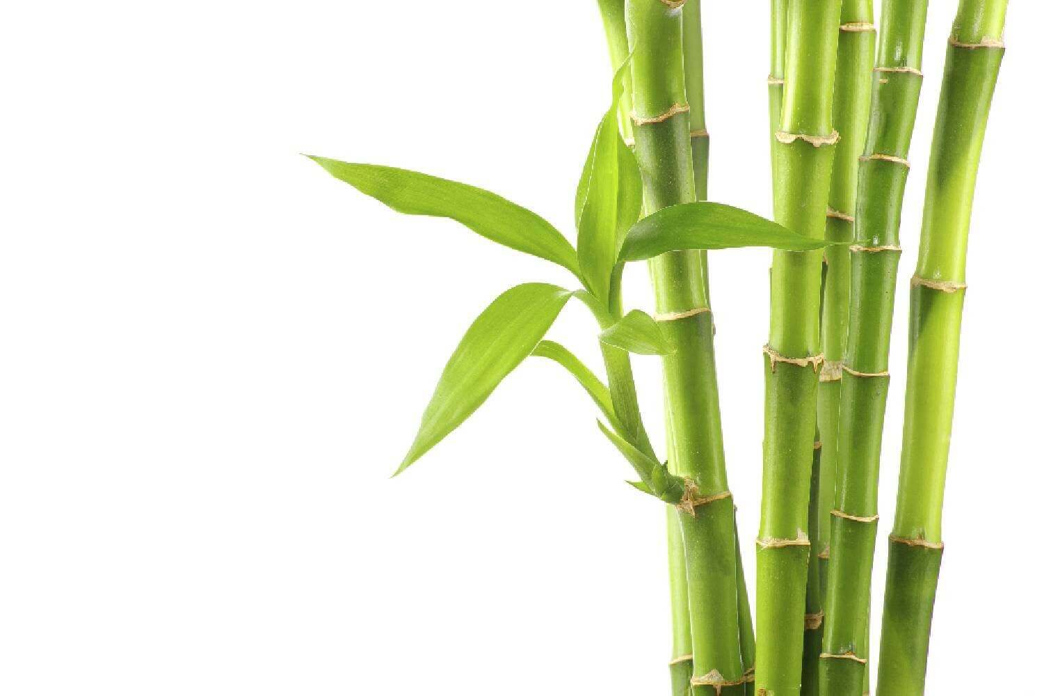 Bambou Tabashir - Laboratoire Herbolistique
