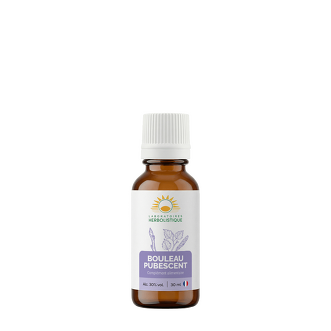 Bouleau verruqueux bourgeons