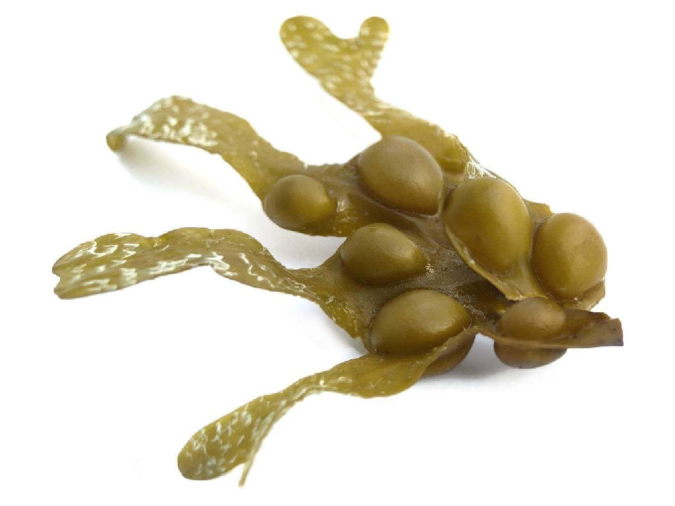 Fucus vésiculeux