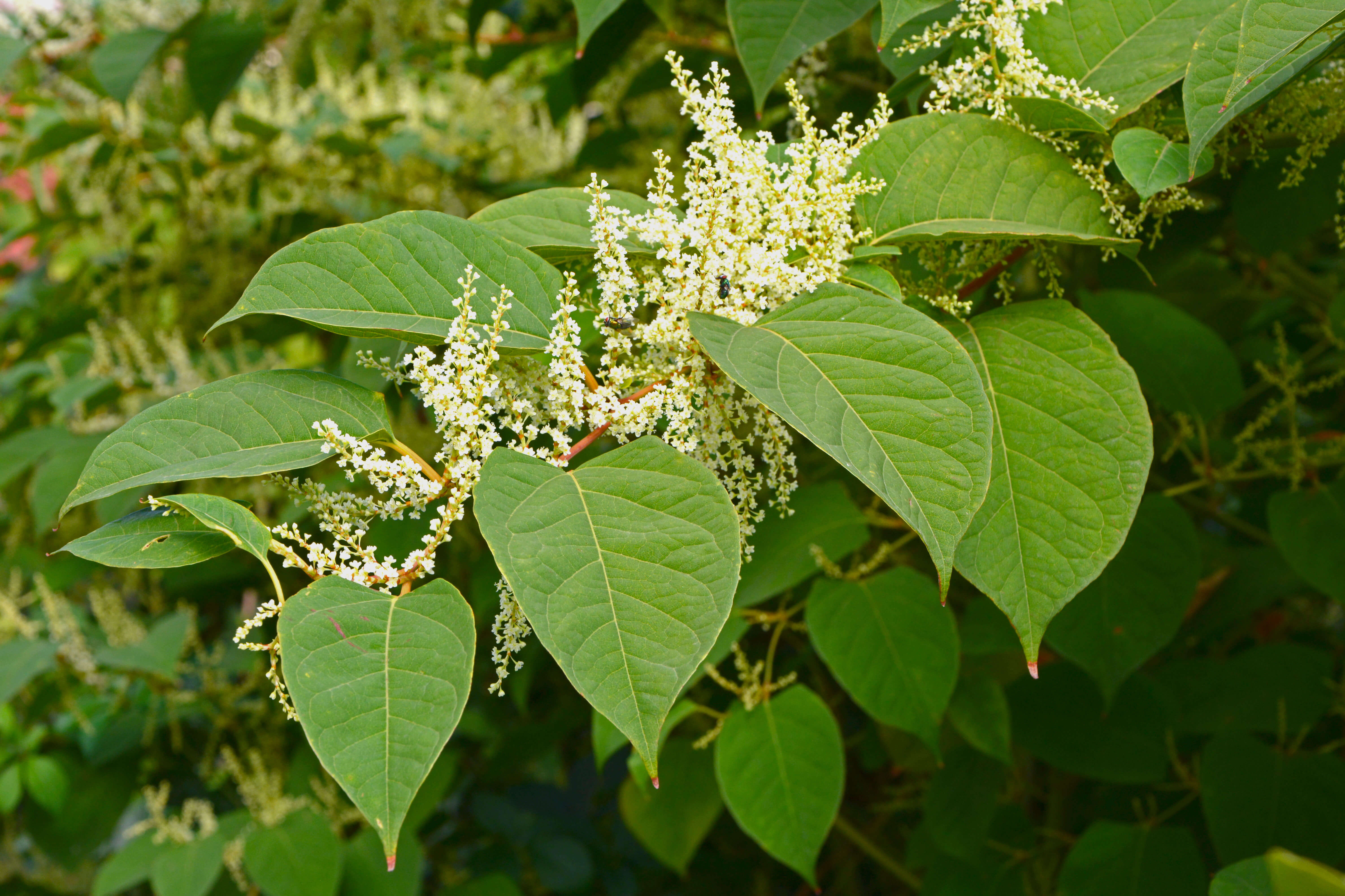 image de l'ingredient Renouée du Japon