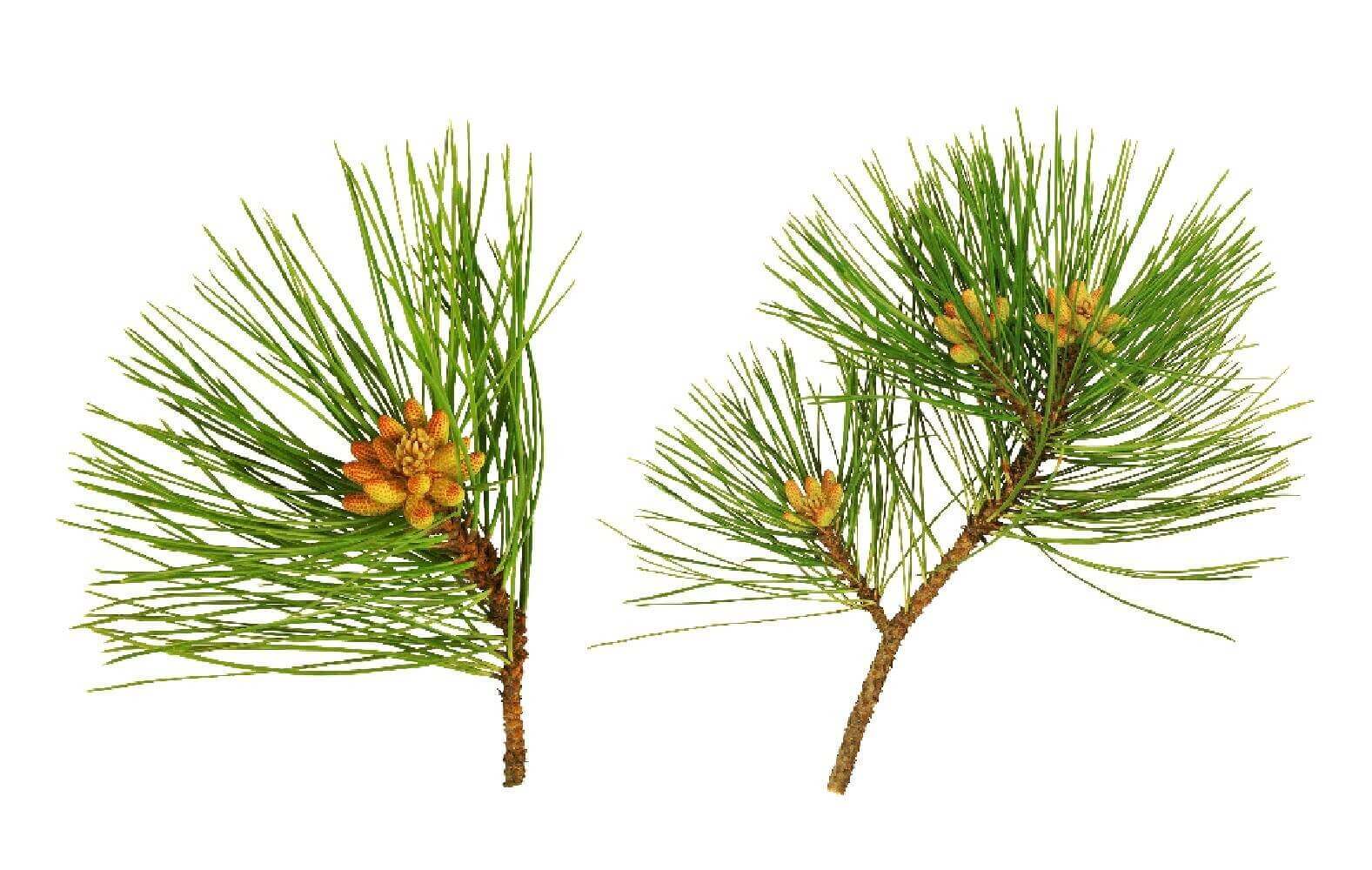 image de l'ingredient Écorce de pin maritime