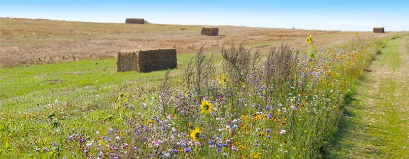 Biodiversité : Pourquoi est-elle essentielle à notre survie?