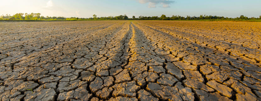 Impacts de la sécheresse sur la biodiversité  : Conséquences et Solutions