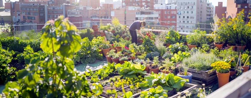 La biodiversité en ville : un enjeu majeur pour l'avenir