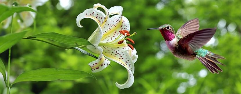 Journée mondiale de la biodiversité : comment et pourquoi la célébrer ?